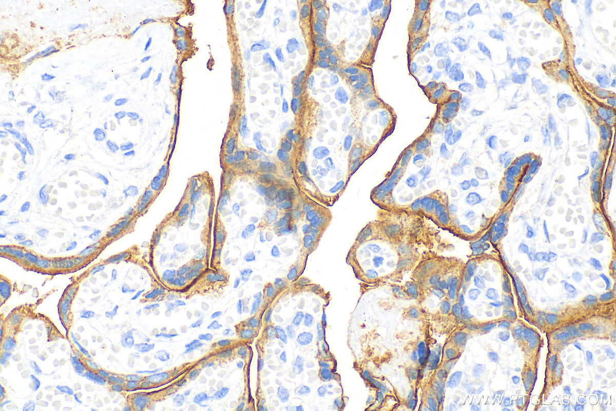 IHC staining of human placenta using 66455-1-Ig