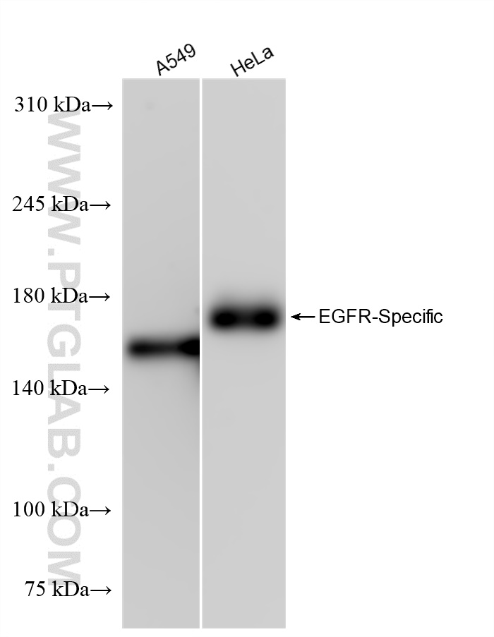 WB analysis using 83806-1-RR (same clone as 83806-1-PBS)