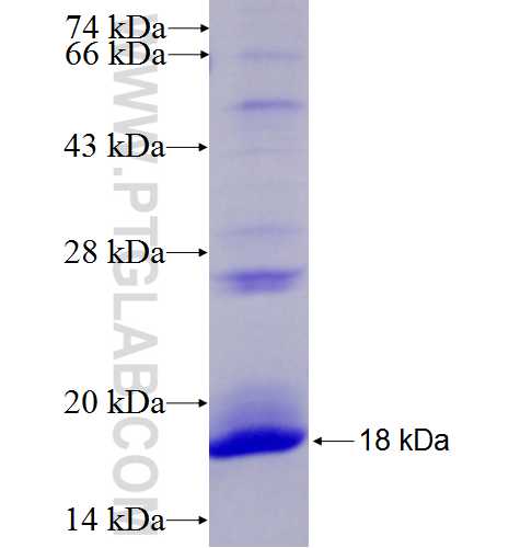 EGLN3 fusion protein Ag27452 SDS-PAGE