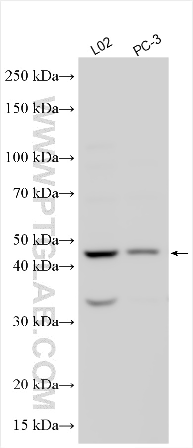 WB analysis using 26495-1-AP