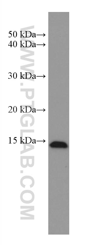 WB analysis of HEK-293 using 67601-1-Ig