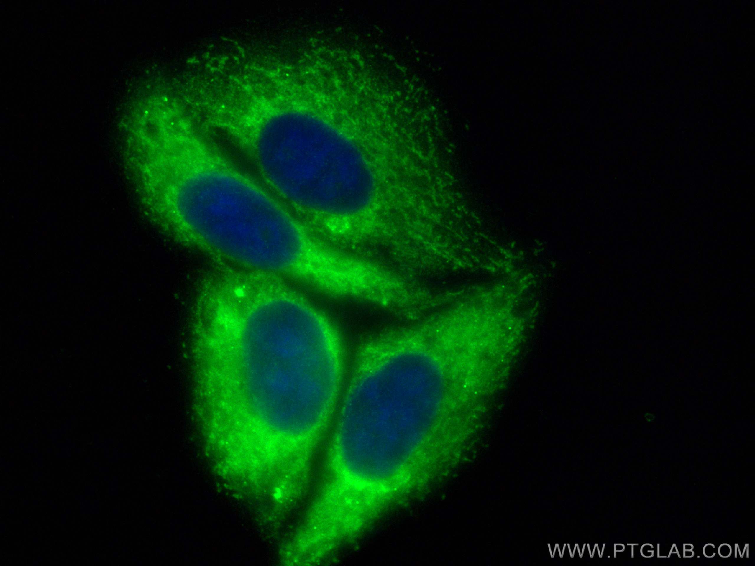 IF Staining of HepG2 using CL488-11233