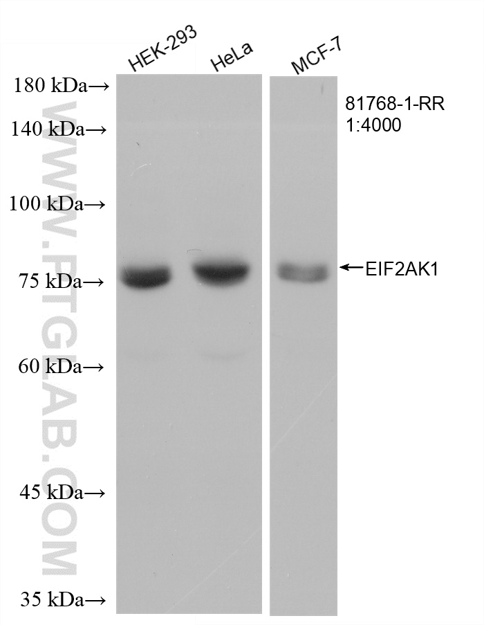 WB analysis of HEK-293 using 81768-1-RR (same clone as 81768-1-PBS)