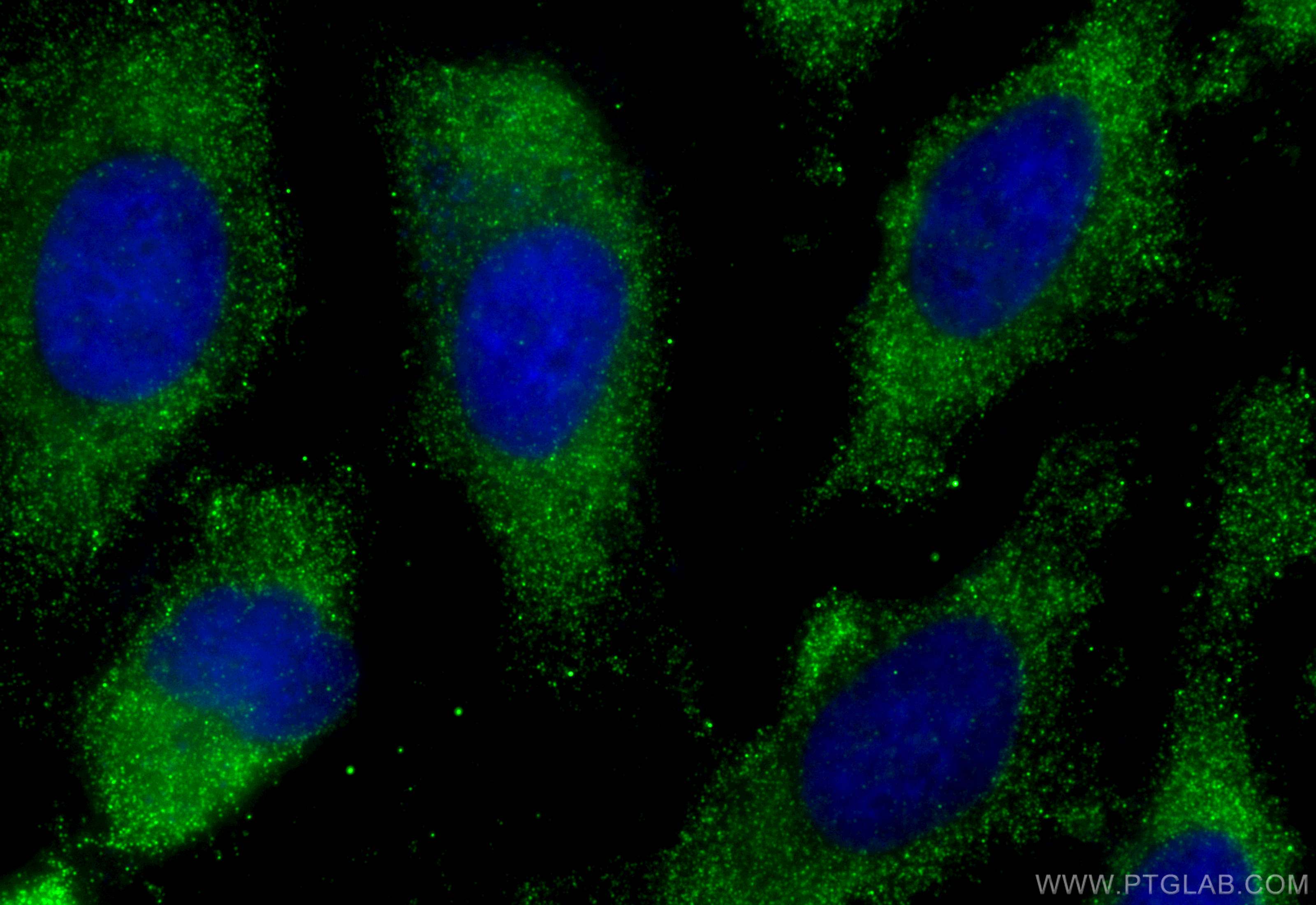 IF Staining of HeLa using 68824-1-Ig