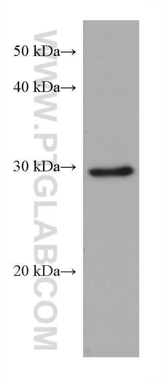 WB analysis of NIH/3T3 using 68824-1-Ig