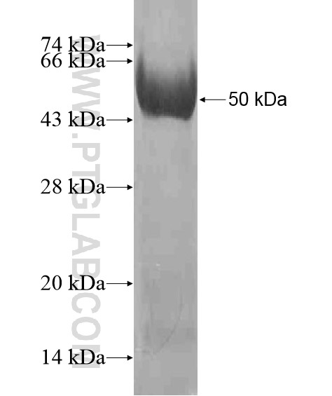 EIF2C1 fusion protein Ag20657 SDS-PAGE