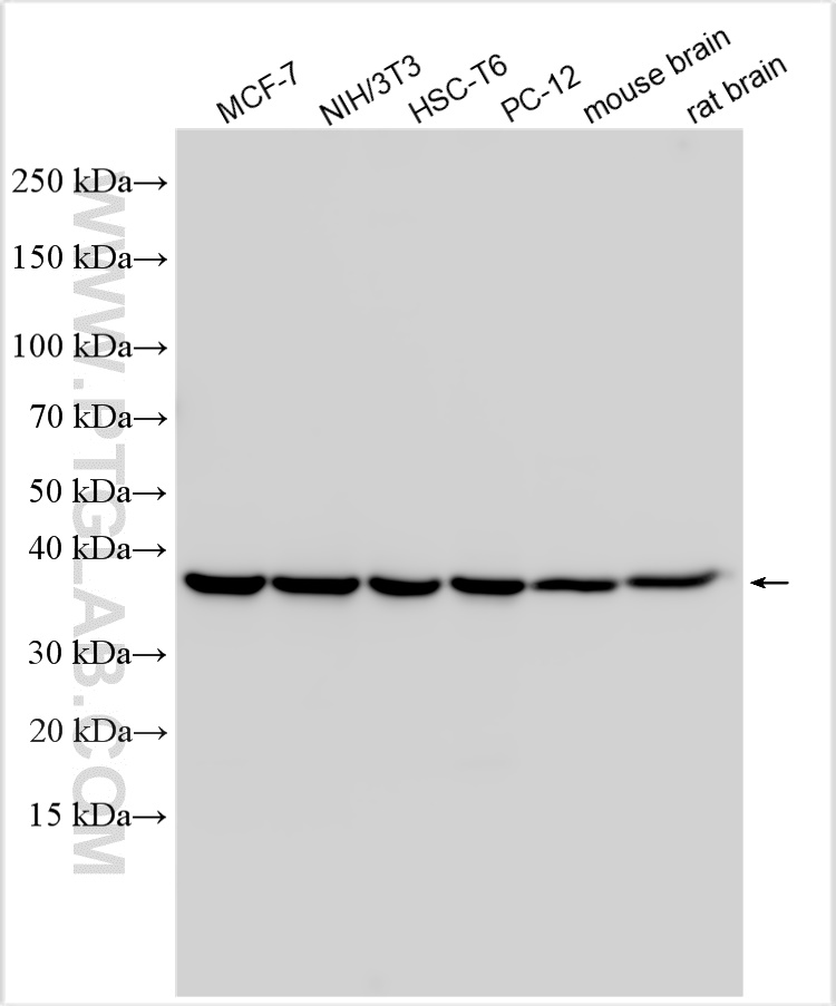 WB analysis using 11170-1-AP