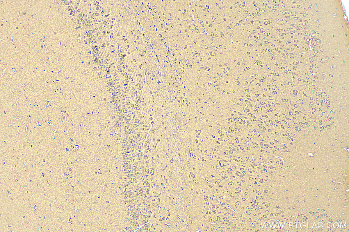 IHC staining of mouse brain using 82936-1-RR
