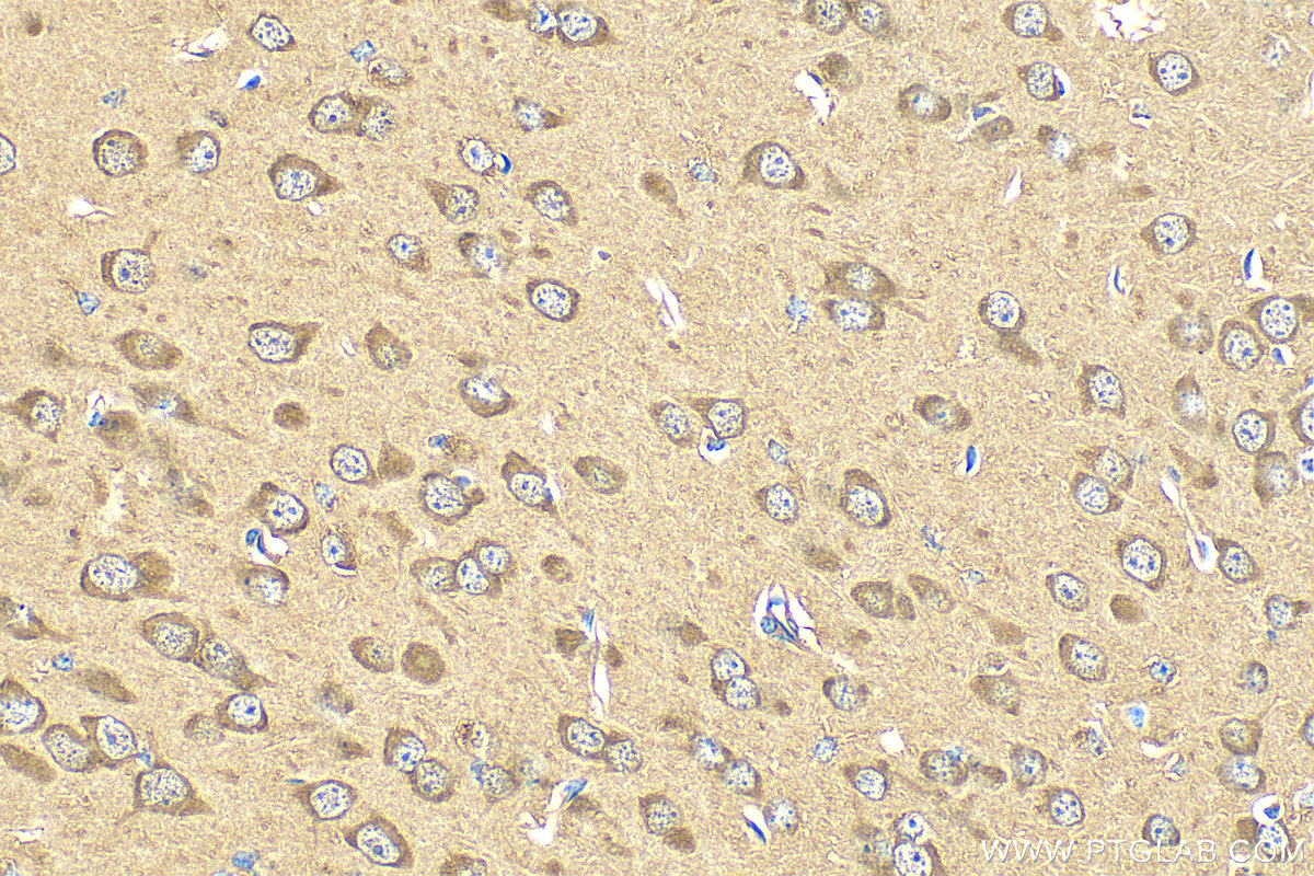 IHC staining of mouse brain using 82936-1-RR (same clone as 82936-1-PBS)