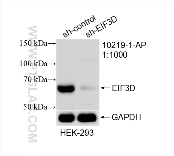 WB analysis of HEK-293 using 10219-1-AP