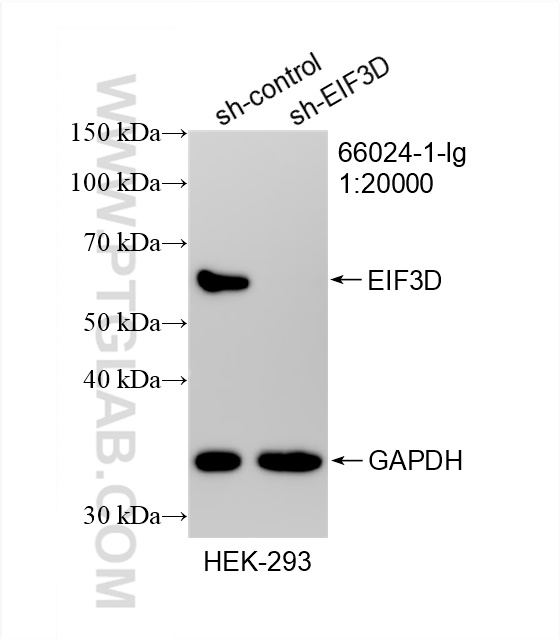 WB analysis of HEK-293 using 66024-1-Ig