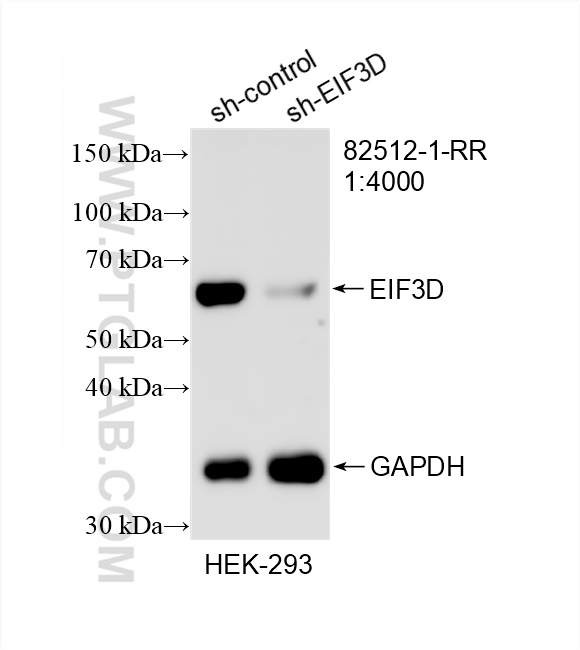 WB analysis of HEK-293 using 82512-1-RR