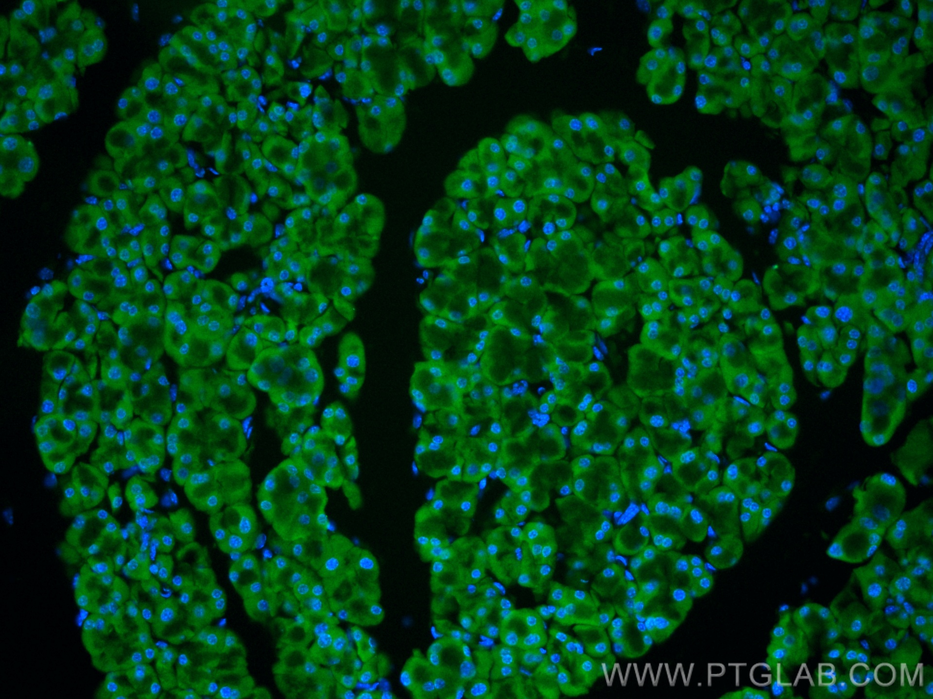 IF Staining of mouse pancreas using CL488-67719