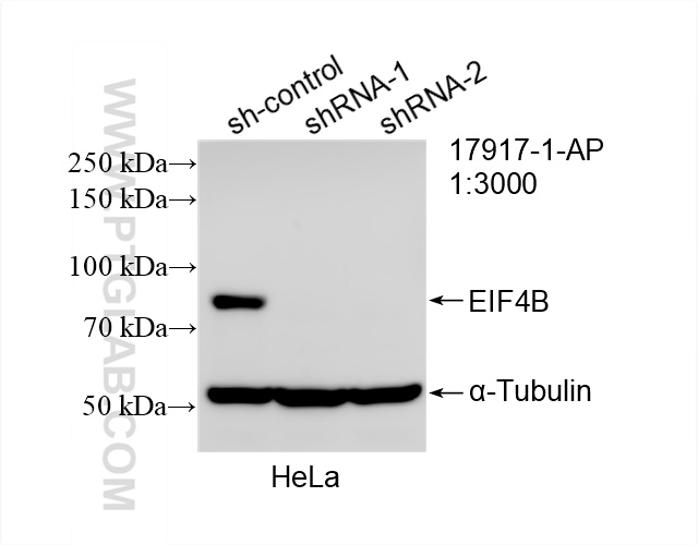 WB analysis of HeLa using 17917-1-AP