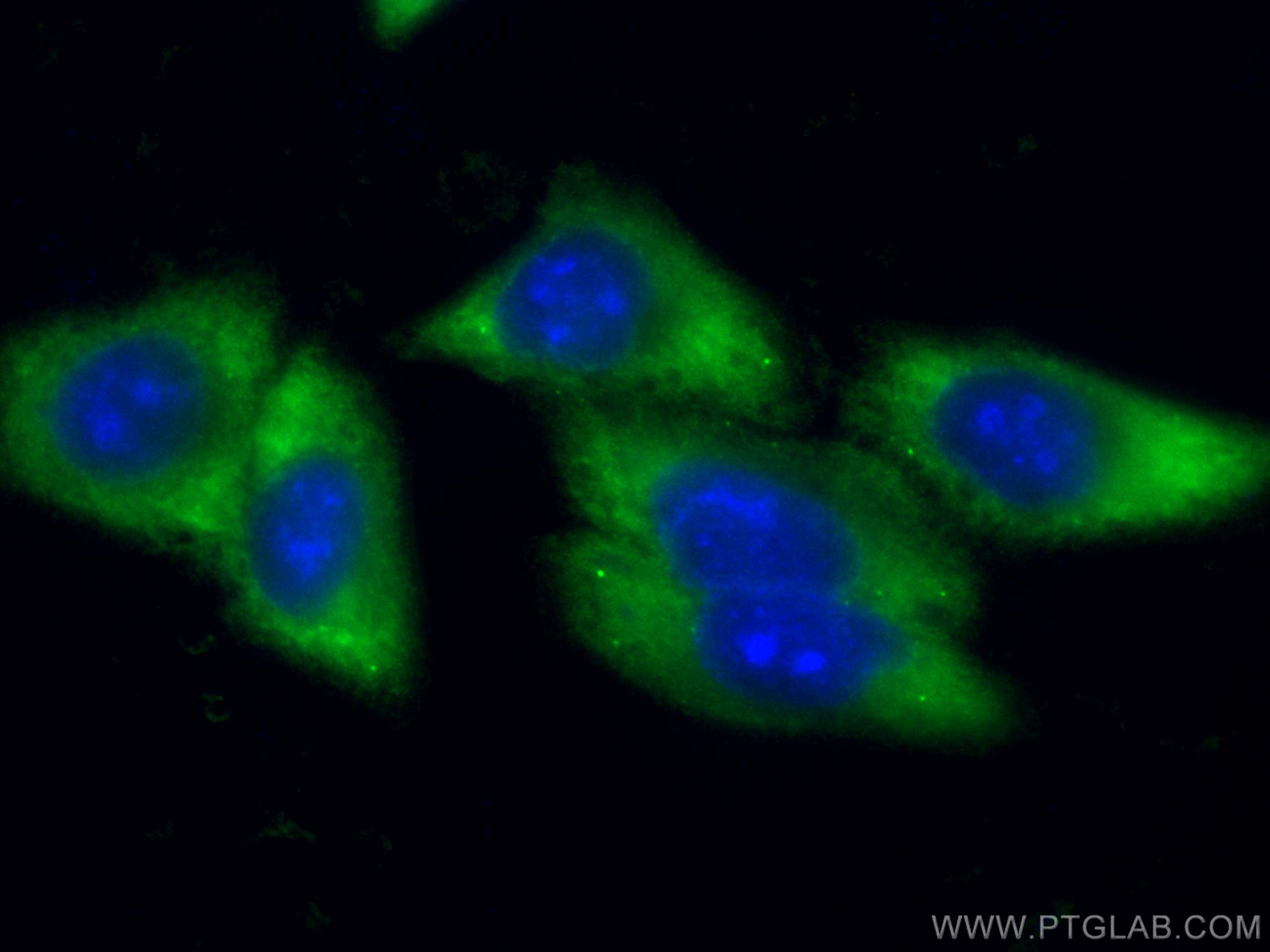 IF Staining of HepG2 using CL488-66655