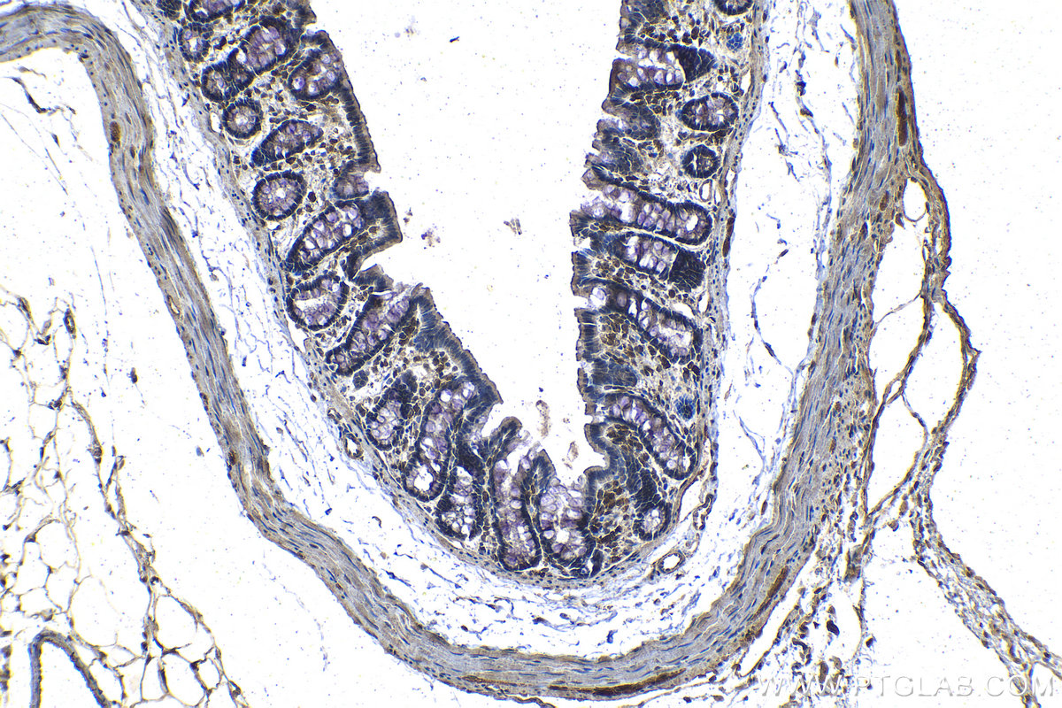IHC staining of rat colon using 68171-1-Ig (same clone as 68171-1-PBS)