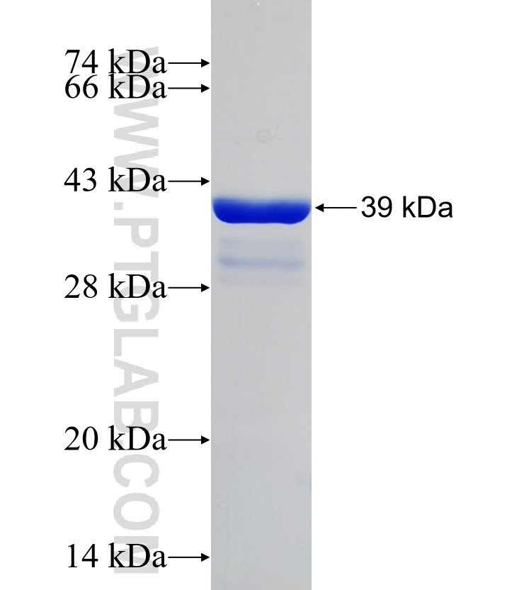 EIF4E3 fusion protein Ag11056 SDS-PAGE