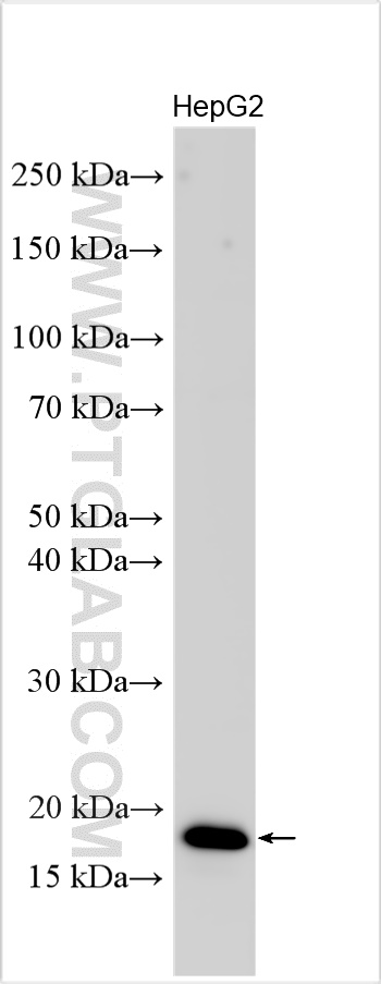 WB analysis using 15628-1-AP