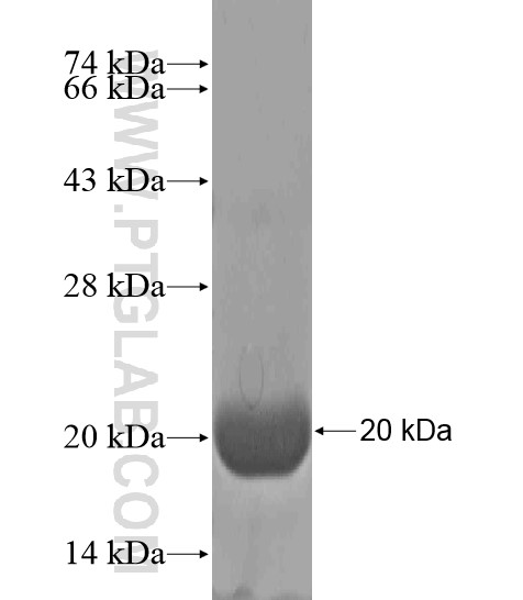 EIF4H fusion protein Ag20549 SDS-PAGE