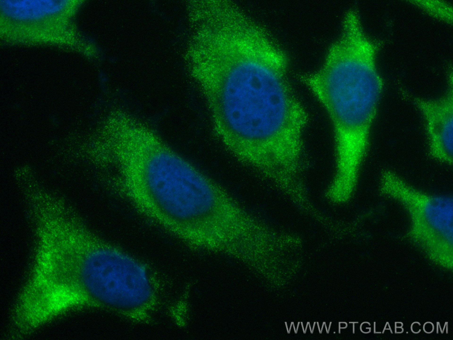 IF Staining of HeLa using CL488-11155