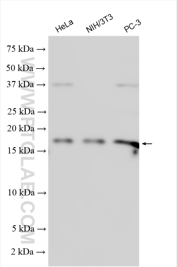 WB analysis using 11309-1-AP