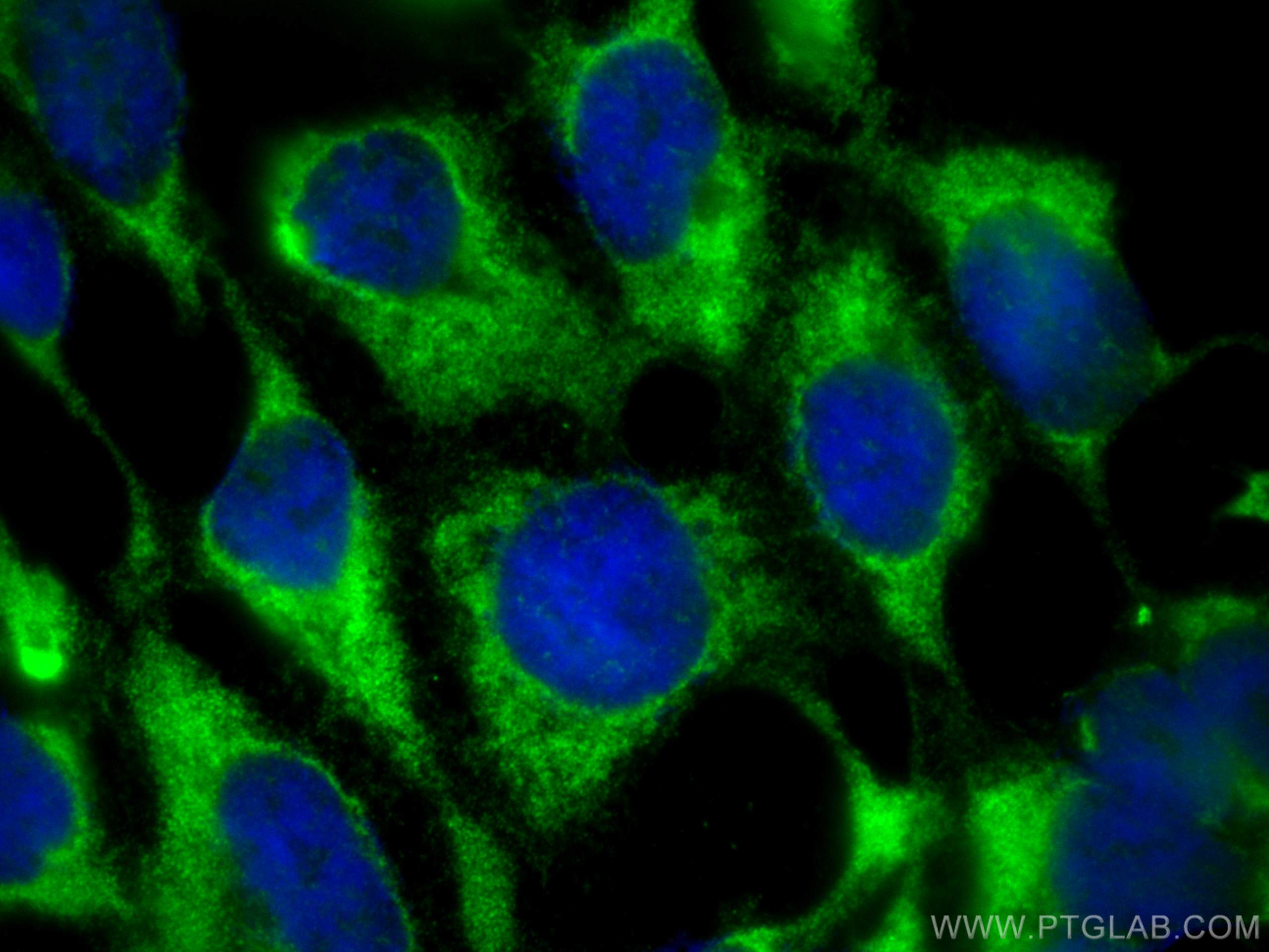 IF Staining of HEK-293 using 67214-1-Ig