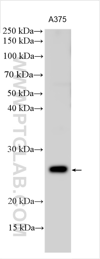 WB analysis using 55342-1-AP