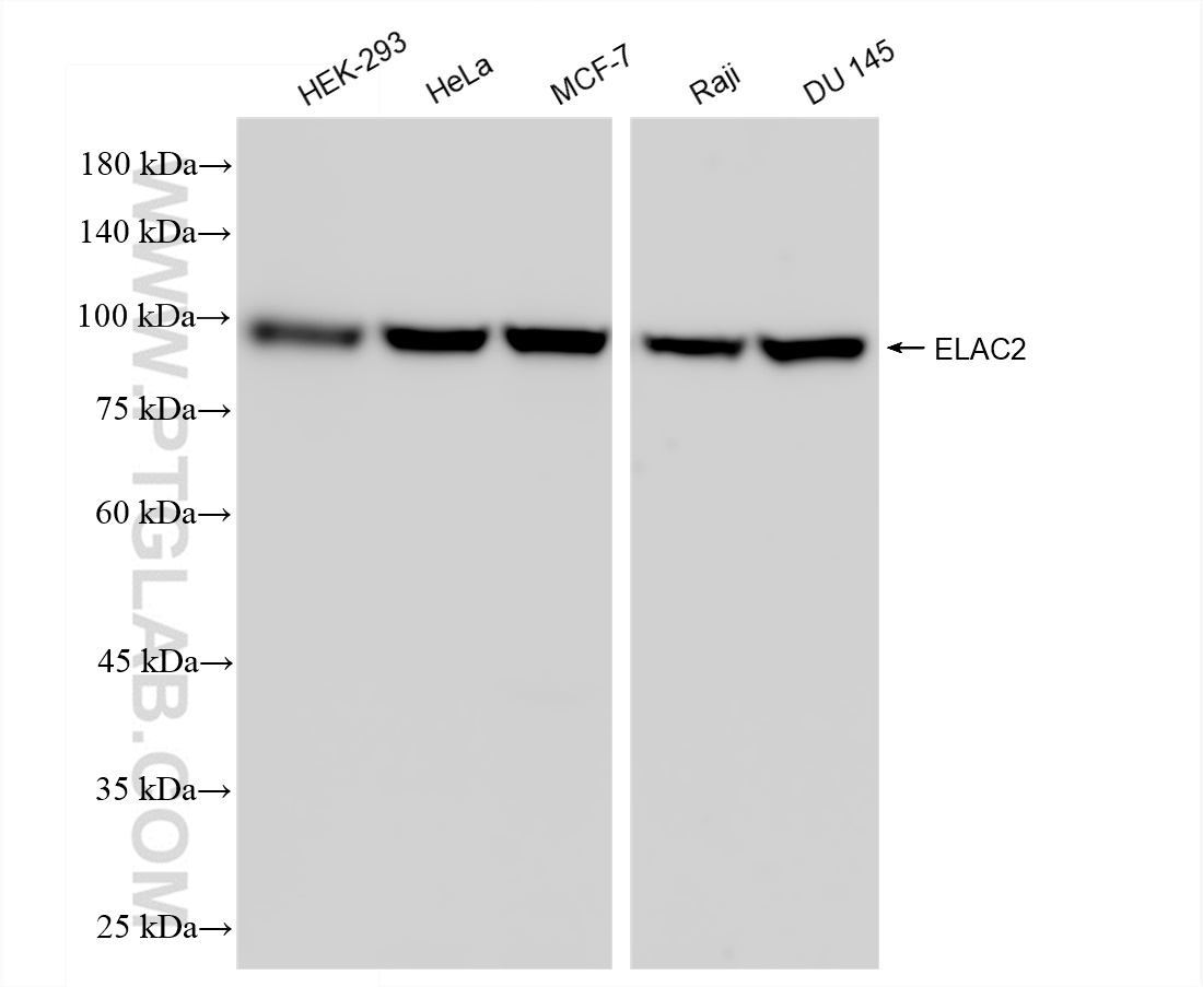 WB analysis using 83468-6-RR