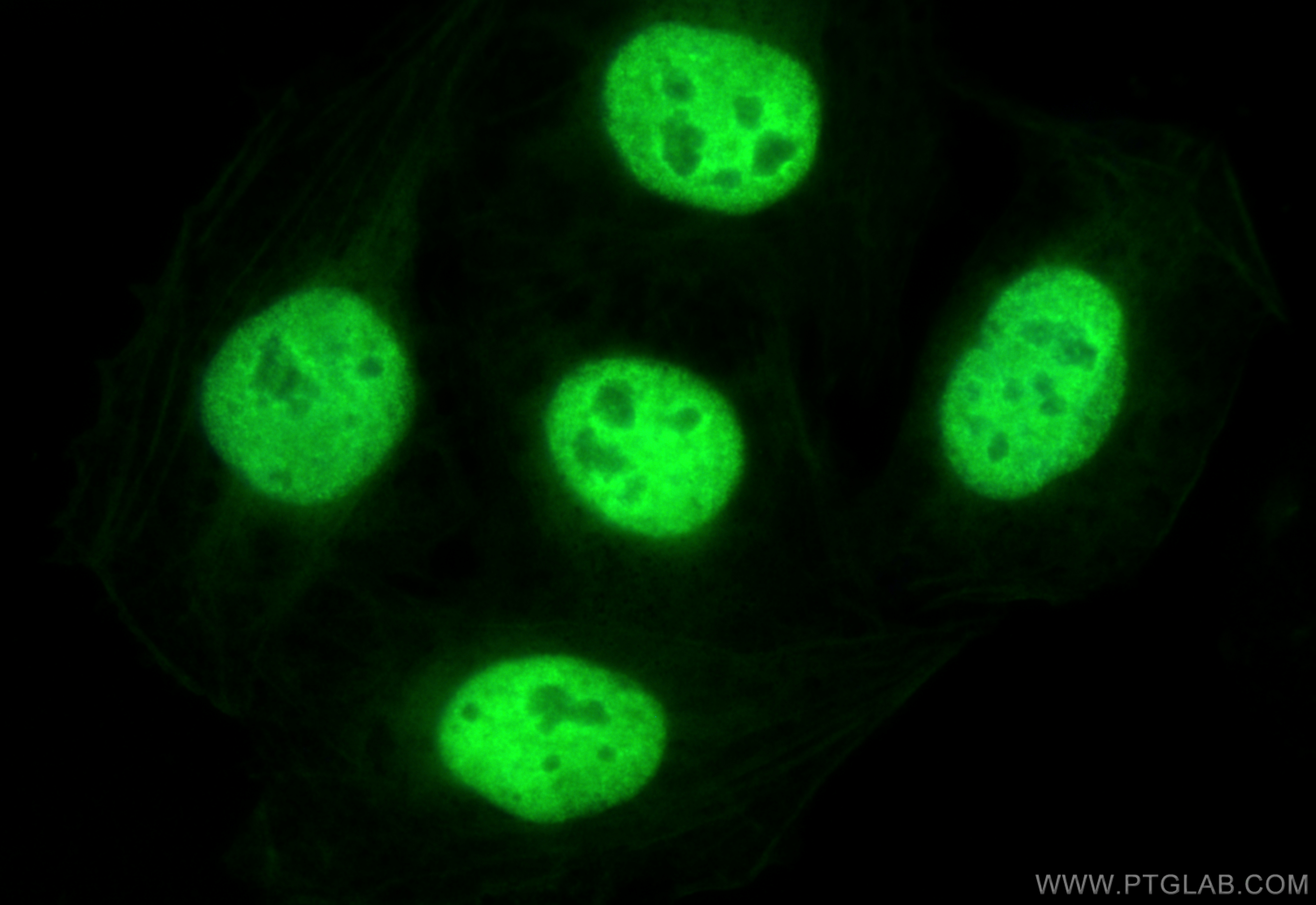 IF Staining of U2OS using CL488-67835