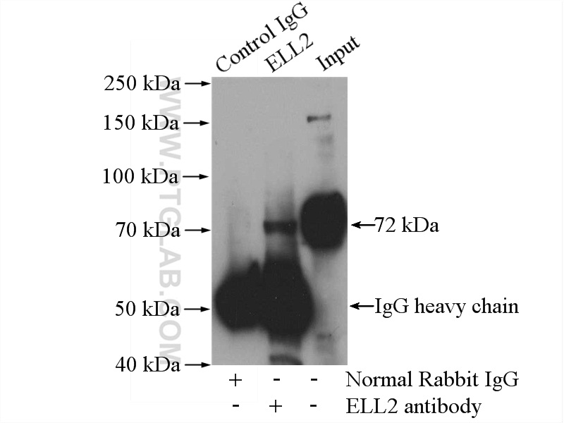 IP experiment of mouse brain using 12727-1-AP