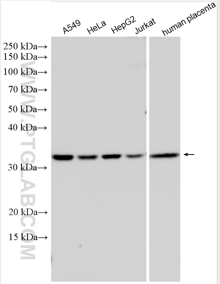 WB analysis using 13027-1-AP