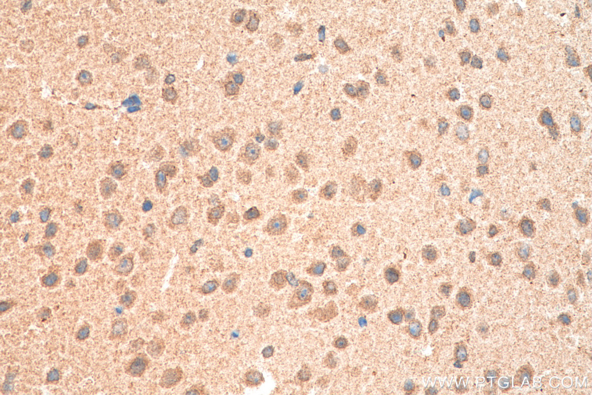 IHC staining of mouse brain using 55023-1-AP