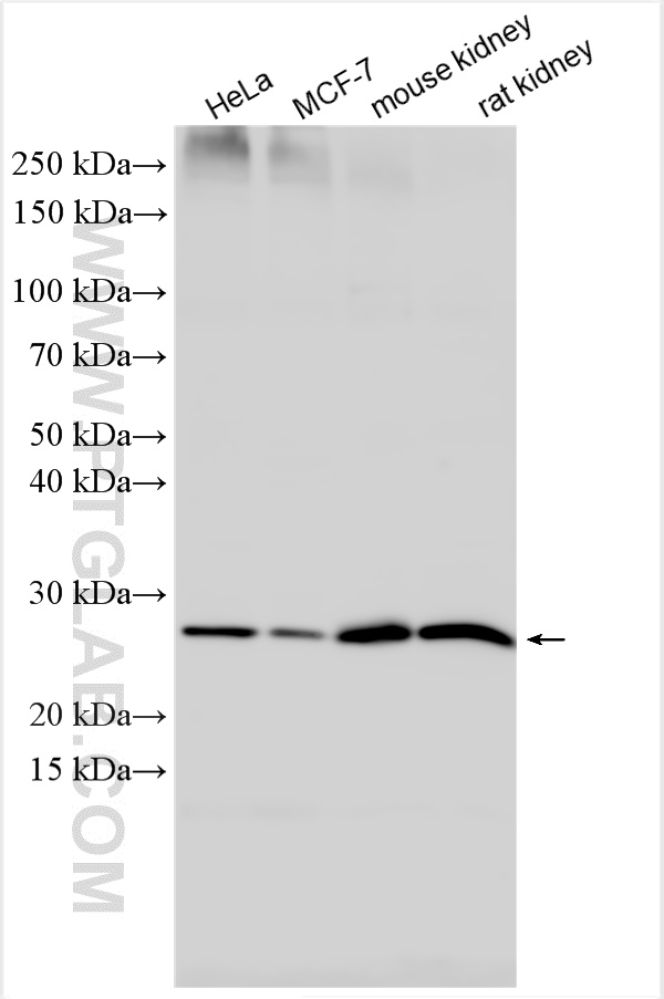 WB analysis using 26599-1-AP