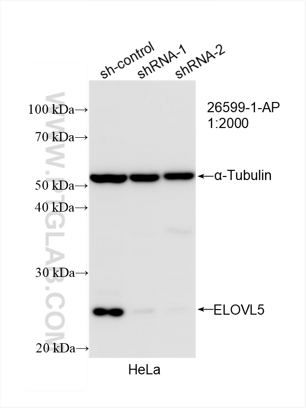 WB analysis of HeLa using 26599-1-AP