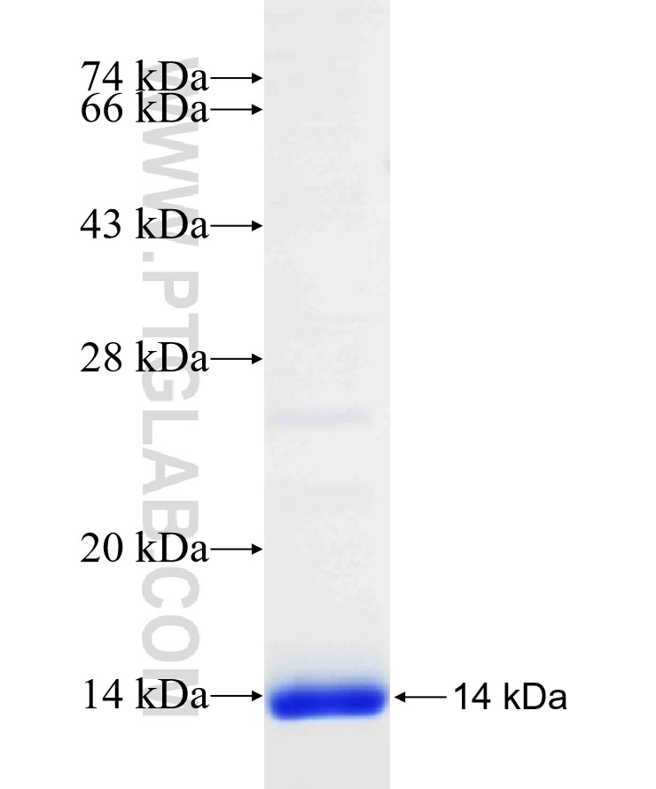 ELOVL5 fusion protein Ag24786 SDS-PAGE