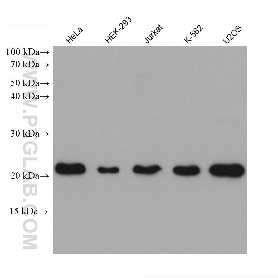 WB analysis using 68722-2-Ig