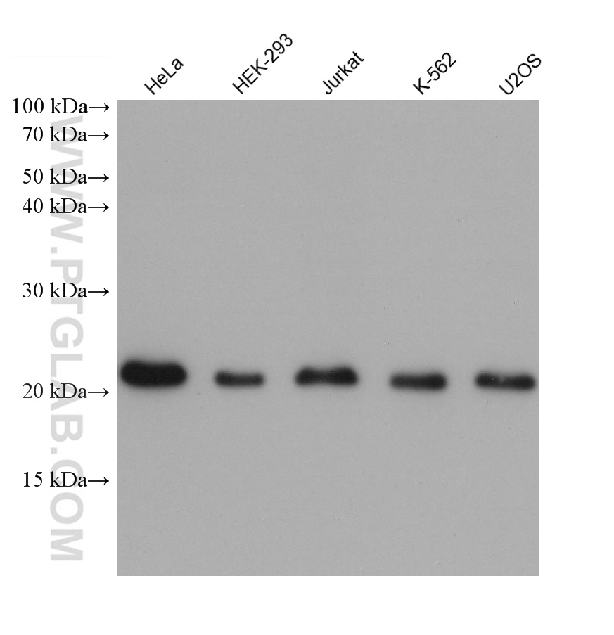 WB analysis using 68722-1-Ig