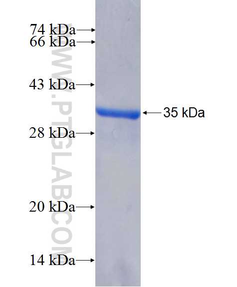 EN1 fusion protein Ag26688 SDS-PAGE