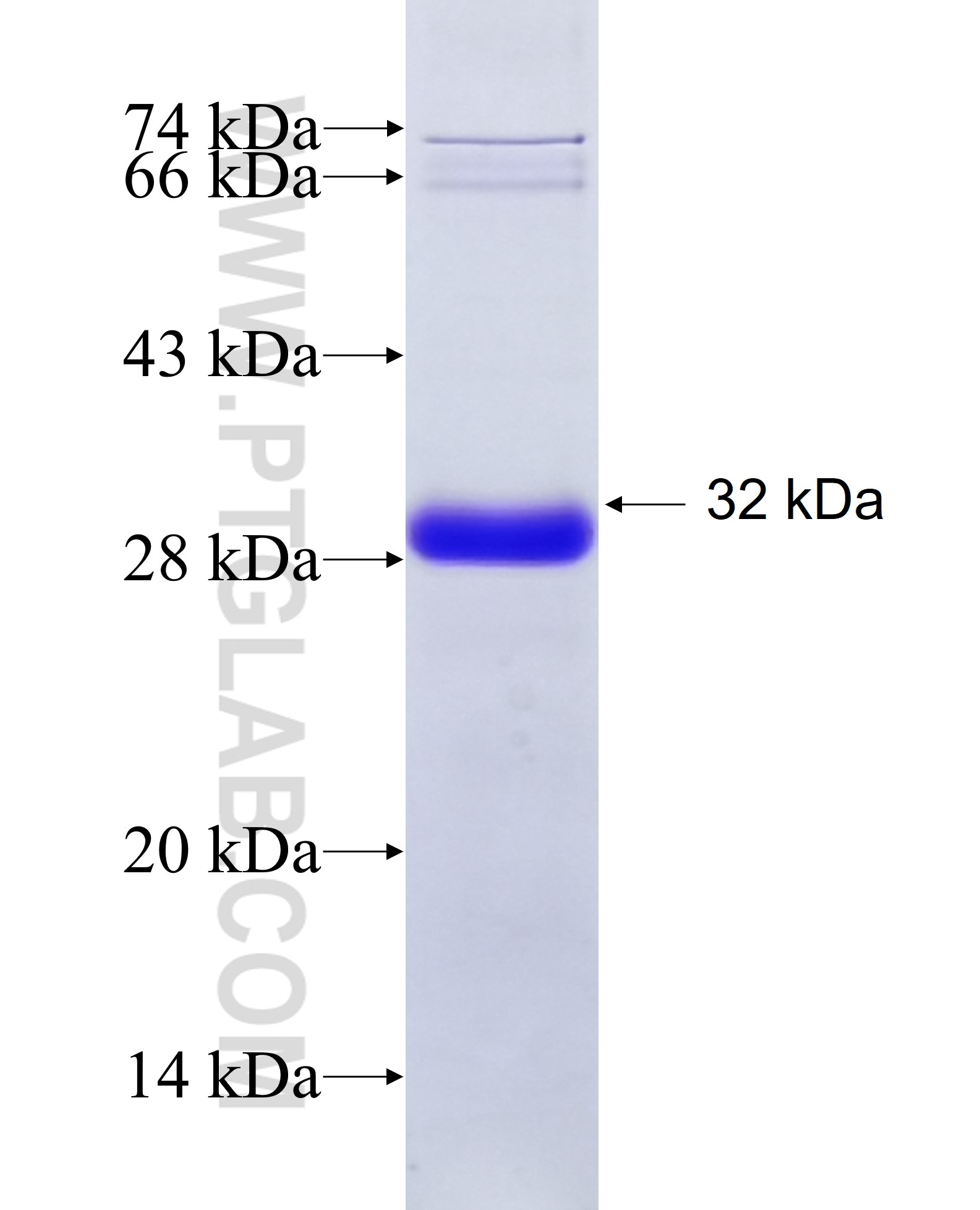 EN2 fusion protein Ag21909 SDS-PAGE