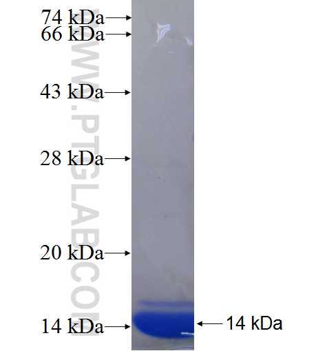 ENAH fusion protein Ag24267 SDS-PAGE