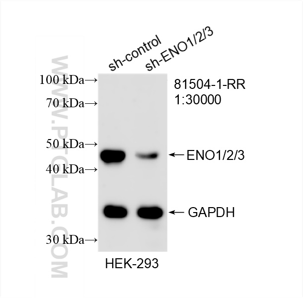 WB analysis of HEK-293 using 81504-1-RR (same clone as 81504-1-PBS)