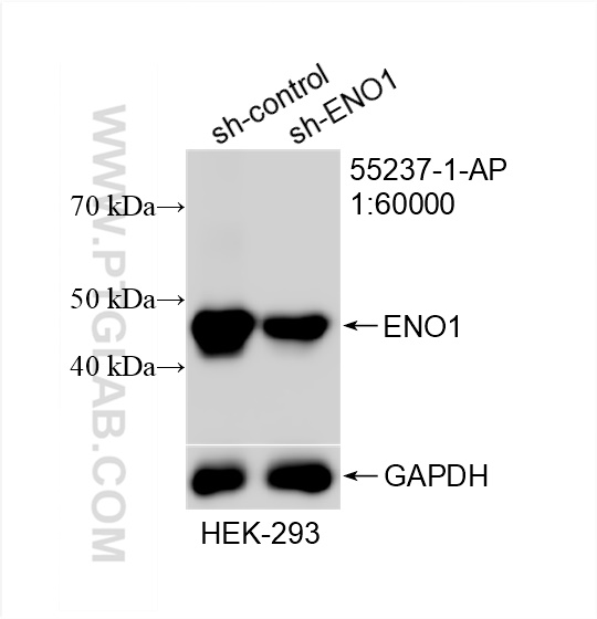 WB analysis of HEK-293 using 55237-1-AP