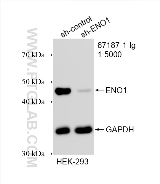 WB analysis of HEK-293 using 67187-1-Ig