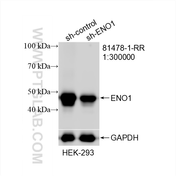 WB analysis of HEK-293 using 81478-1-RR (same clone as 81478-1-PBS)