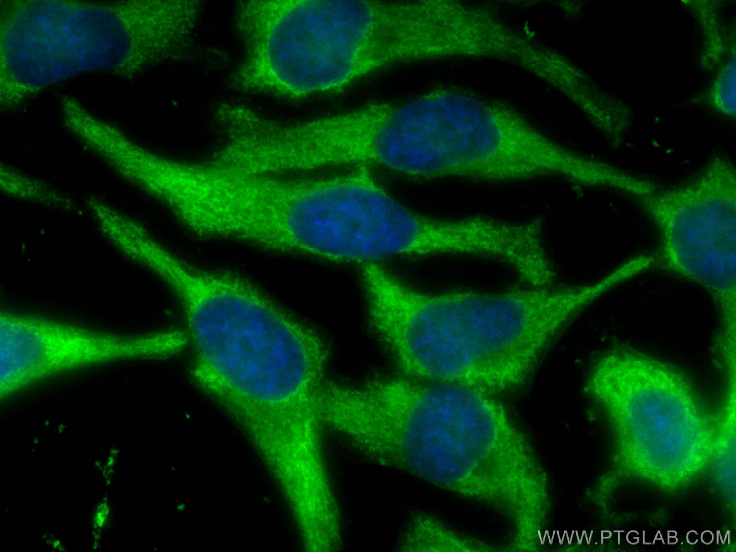 IF Staining of HeLa using CL488-68147