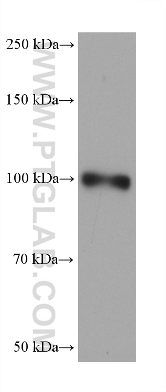 WB analysis of HuH-7 using 68724-1-Ig