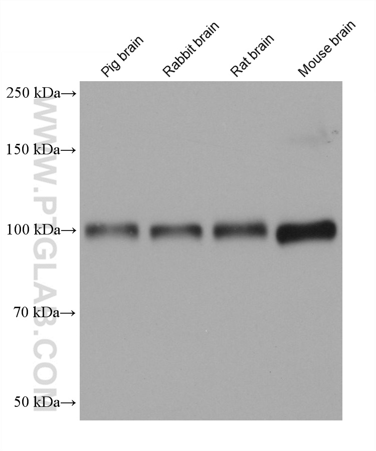 WB analysis using 68724-1-Ig