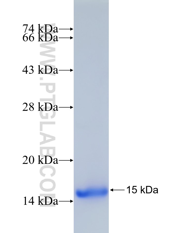 ENT1 fusion protein Ag32016 SDS-PAGE