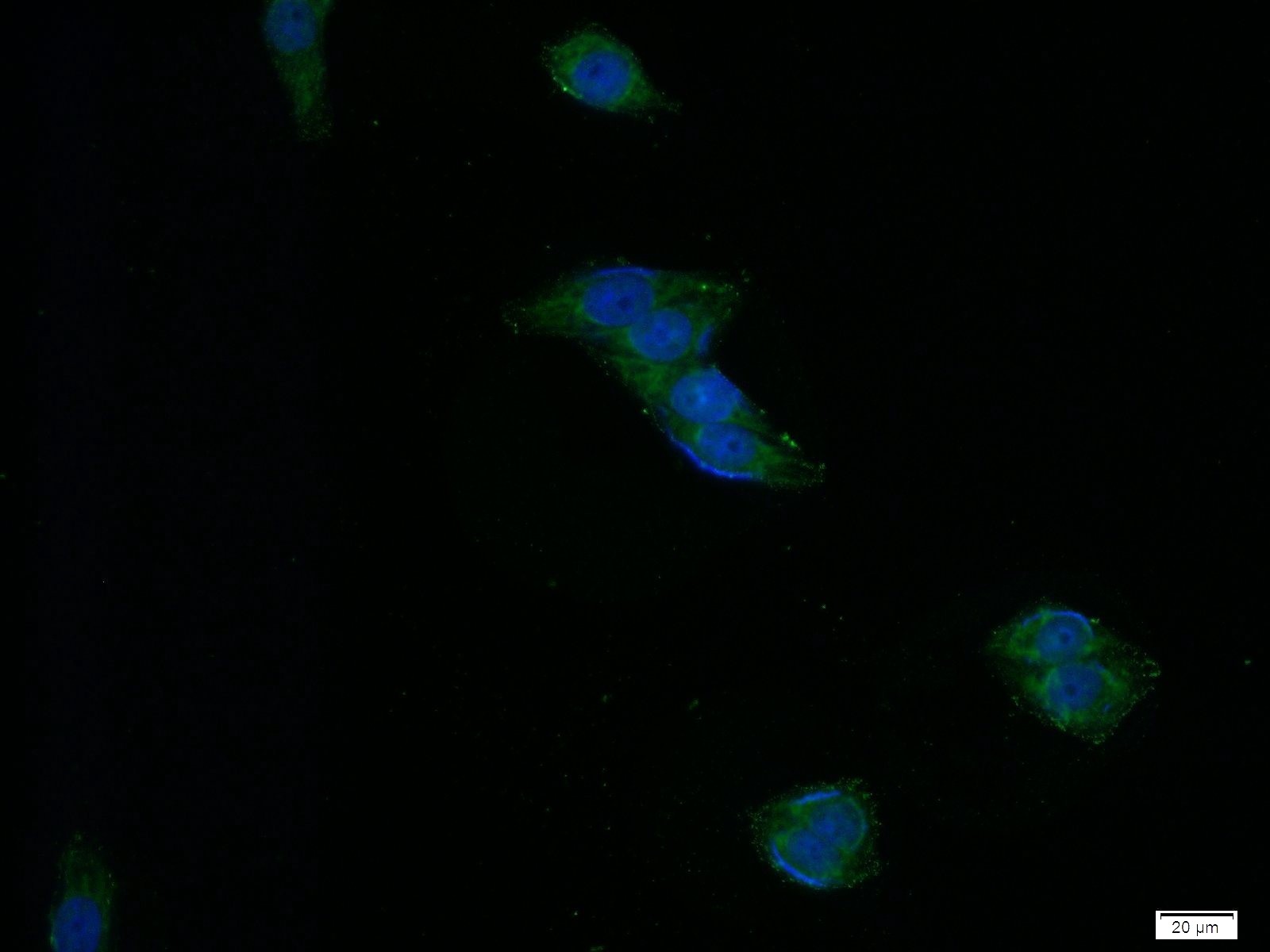 IF Staining of HeLa using 60323-1-Ig (same clone as 60323-1-PBS)