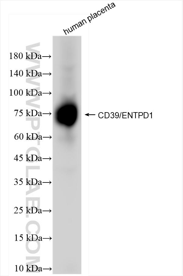 WB analysis of human placenta using 84235-4-RR (same clone as 84235-4-PBS)